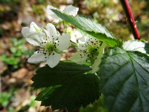 Ежевика несская, Куманика - Rubus nessensis