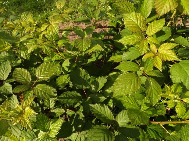 Ежевика островная - Rubus insularis