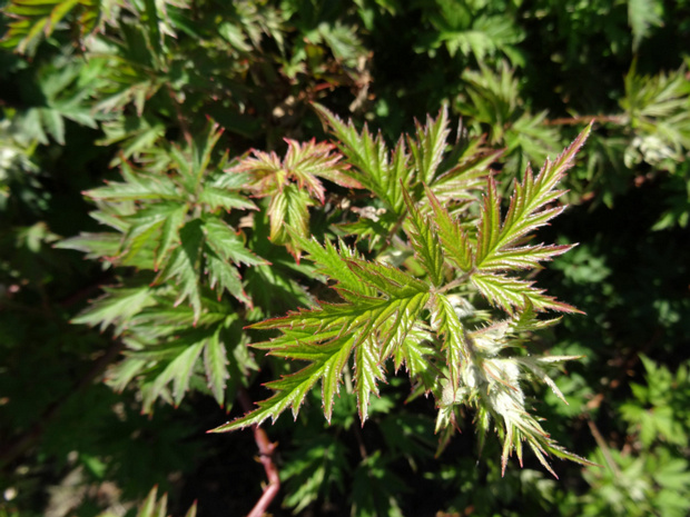 Ежевика разрезная - Rubus laciniatus