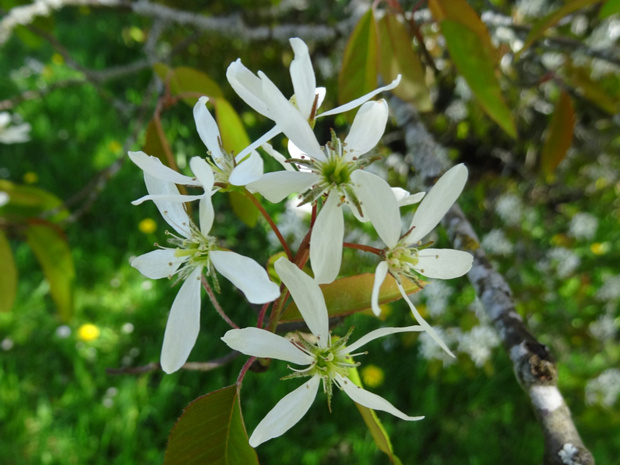 Ирга гладкая - Amelanchier laevis