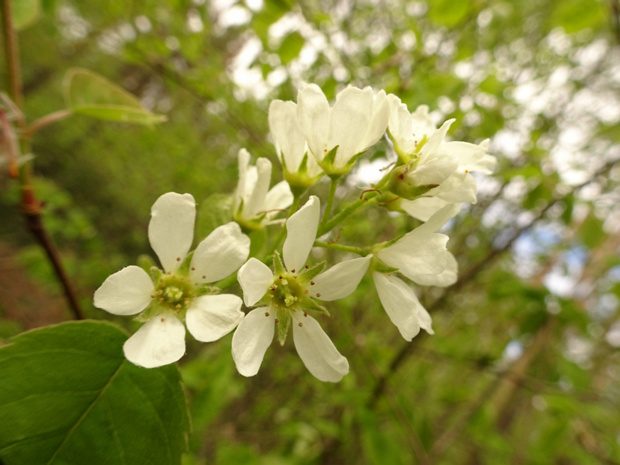 Ирга овальная - Amelanchier ovalis