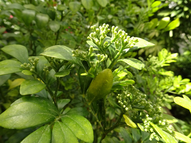 Самшит вечнозелёный - Buxus sempervirens