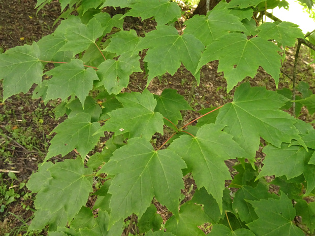 Клен красный - Acer rubrum