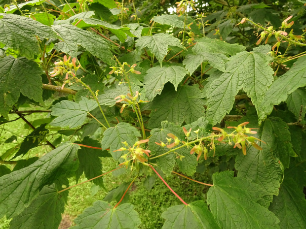 Клён колосистый - Acer spicatum