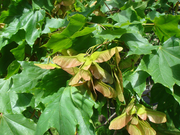 Клён остролистный - Acer platanoides