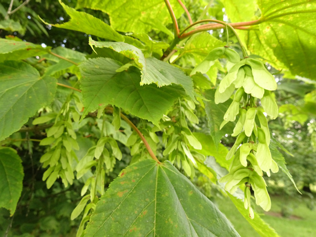 Клён пенсильванский - Acer pensylvanicum