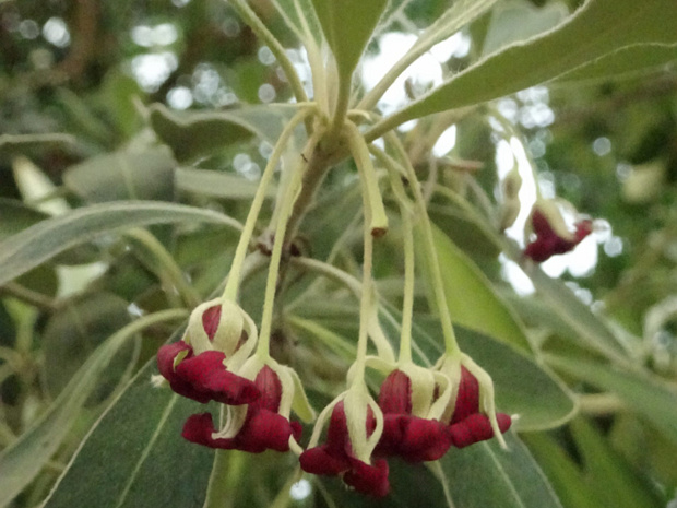 Смолосемянник толстолистный - Pittosporum crassifolium