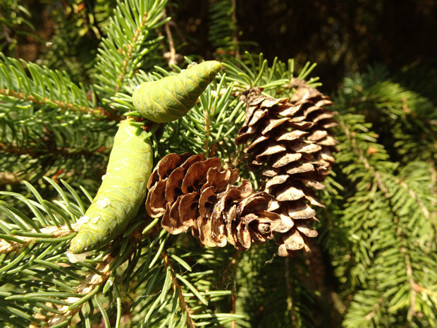 Ель сизая - Picea glauca