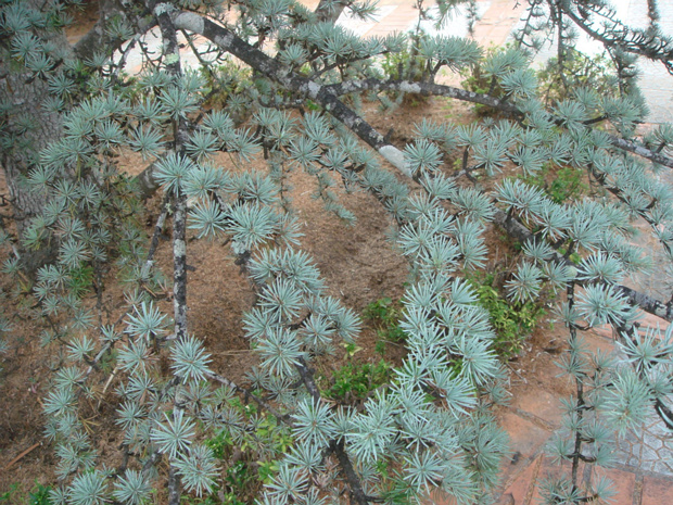 Кедр атласский - Cedrus atlantica