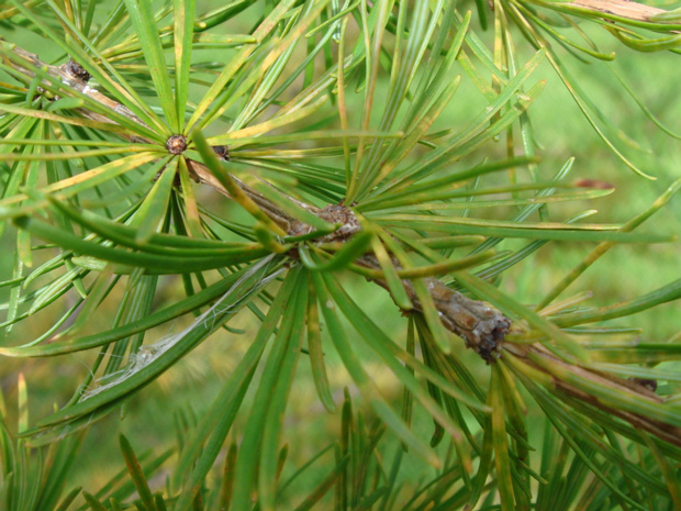 Лиственница Гмелина - Larix gmelini