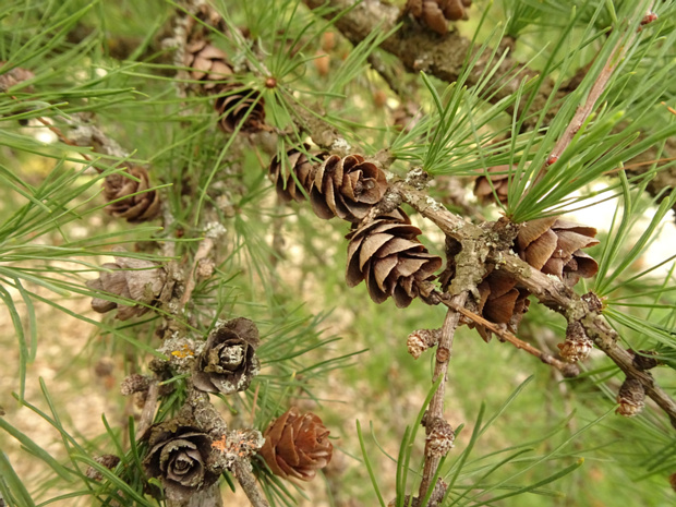 Лиственница американская - Larix laricina