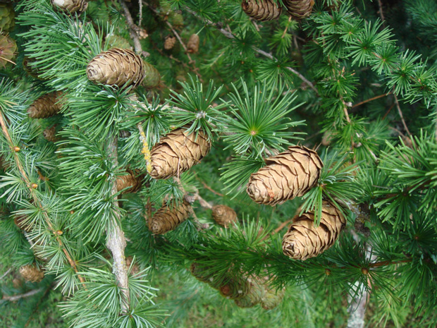 Лиственница сибирская - Larix sibirica