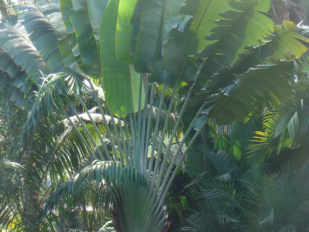 Равенела мадагаскарская - Ravenela madagascariensis