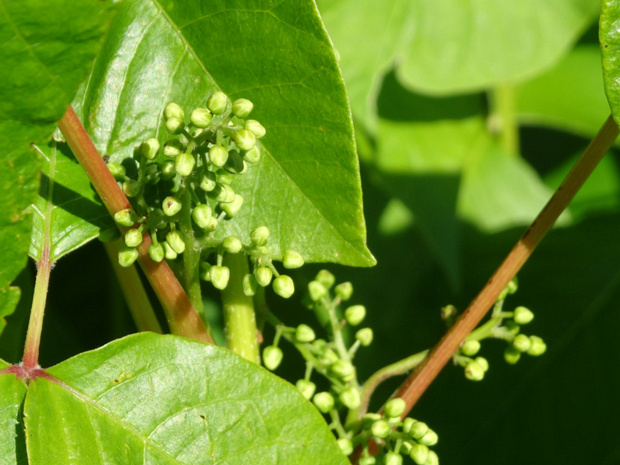 Токсикодендрон пушистый - Toxicodendron pubescens