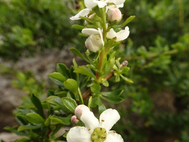 Эскаллония прутьевидная - Escallonia virgata