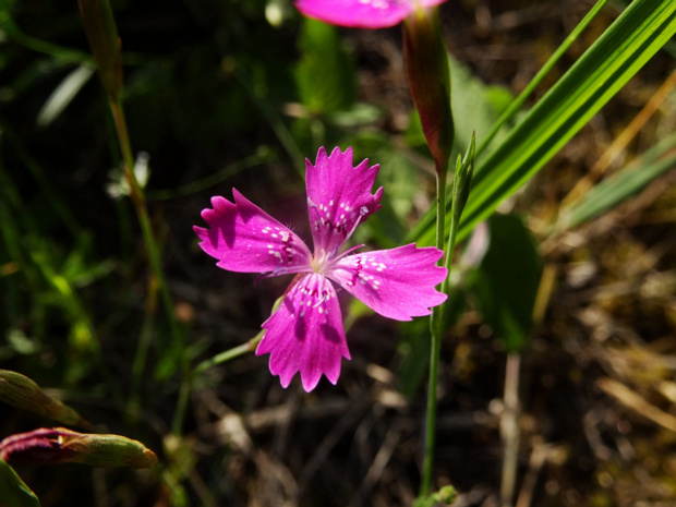 Гвоздика травянка - Dianthus deltoides