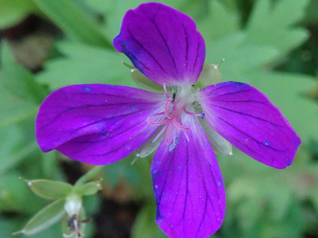 Герань лесная - Geranium sylvaticum