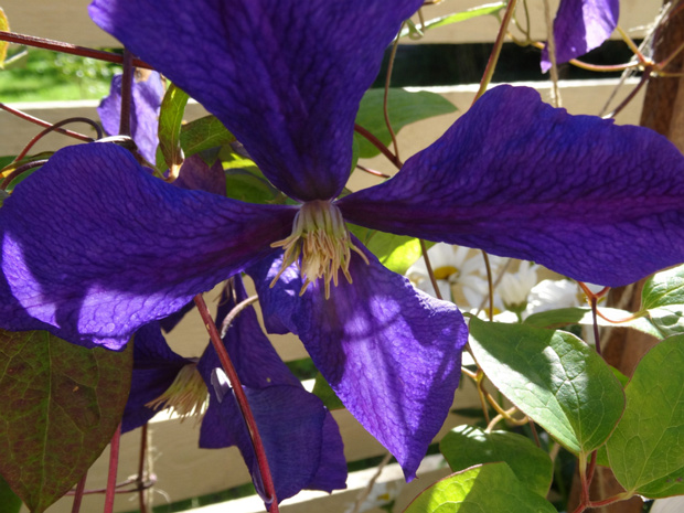 Клематис раскидистый 'Ранние Крупноцветкое Раскидистые' - Clematis patens 'Early Large-flowered Patens Group'