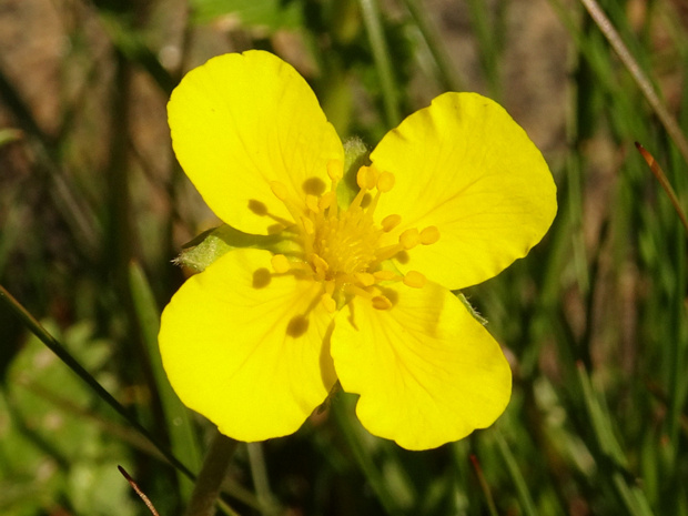 Лапчатка гусиная - Potentilla anserina