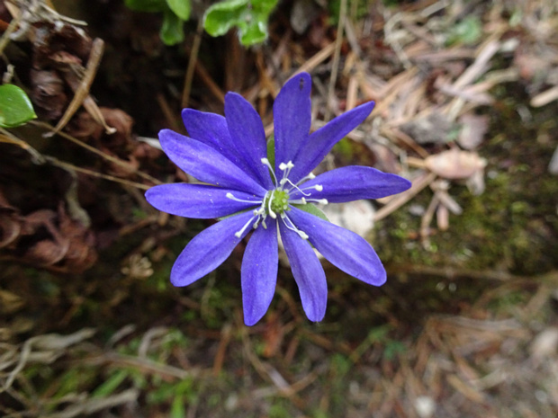 Перелеска благородная - Hepatica nobilis