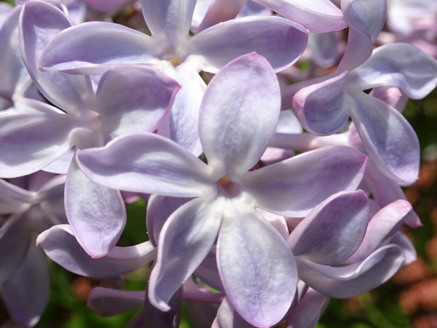 Сирень обыкновенная - Syringa vulgaris