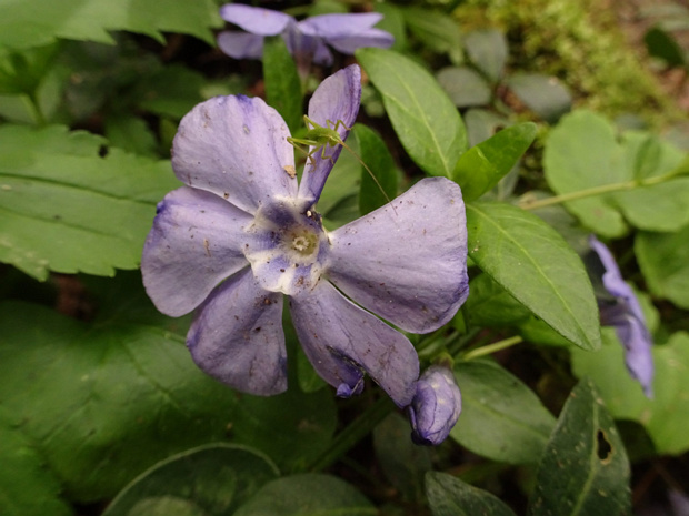 Барвинок опушённый - Vinca pubescens