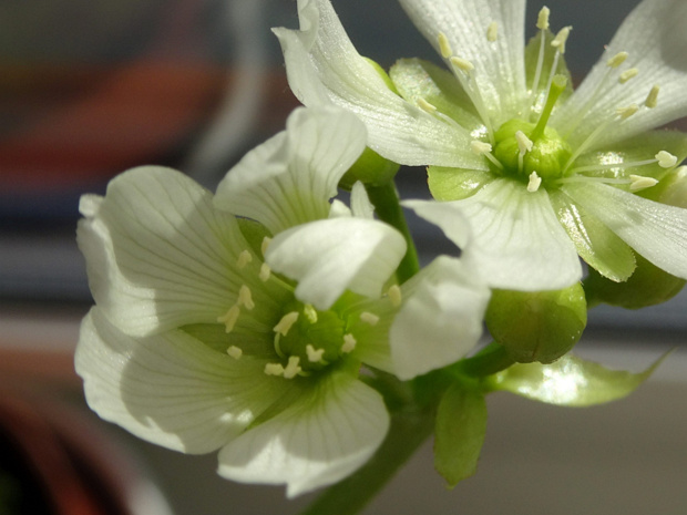 Венерина мухоловка - Dionaea muscipula