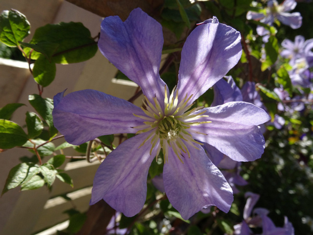 Клематис раскидистый 'Ранние Крупноцветкое Раскидистые' - Clematis patens 'Early Large-flowered Patens Group'