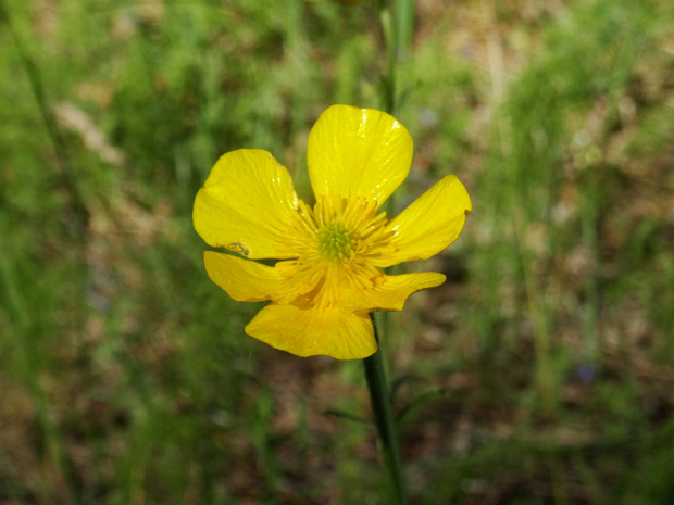 Лютик едкий - Ranunculus acris