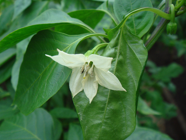 Перец однолетний - Capsicum annuum