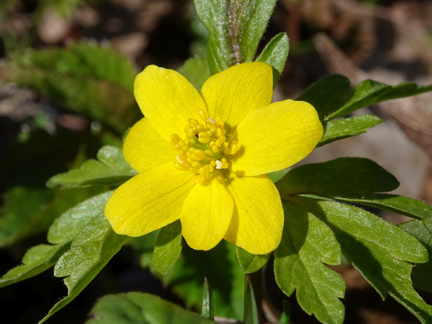 Ветренница лютиковая - Anemone ranunculoides