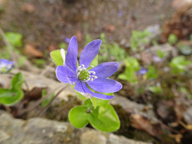 Перелеска благородная - Hepatica nobilis