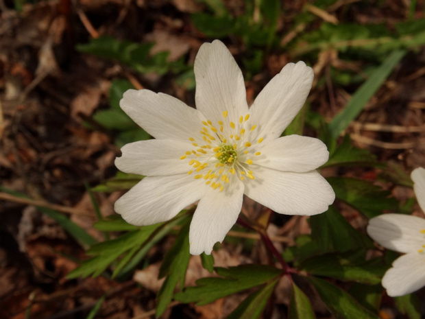 Ветренница дубравная - Anemone nemorosa