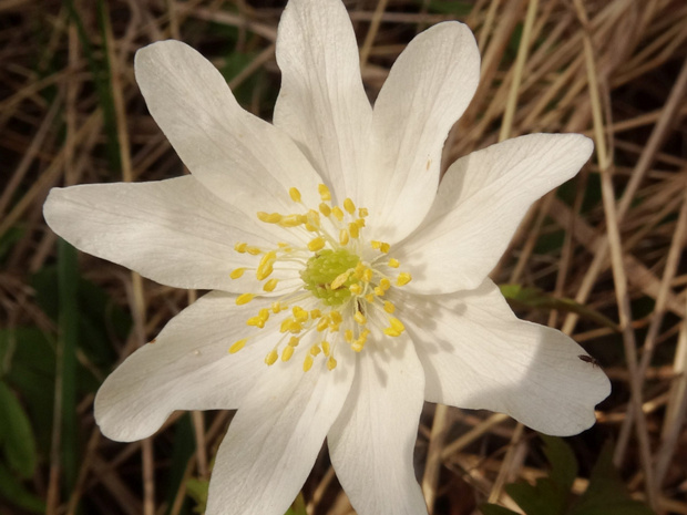 Ветренница дубравная - Anemone nemorosa