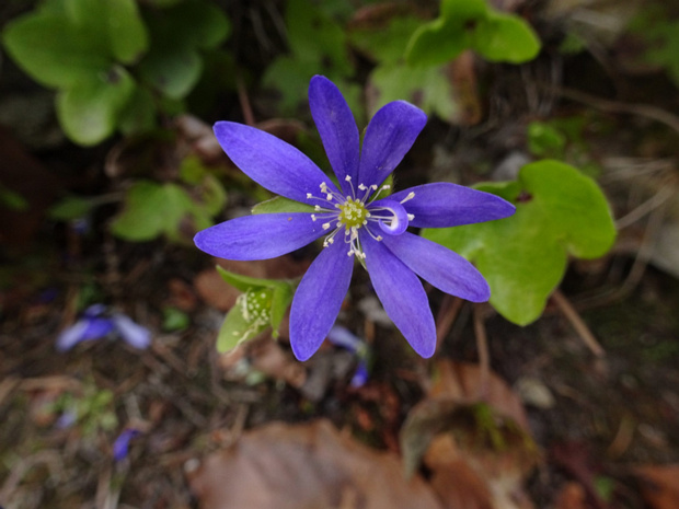 Перелеска благородная - Hepatica nobilis