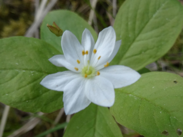 Седмичник европейский - Trientalis europaea