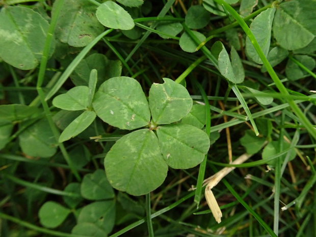 Клевер ползучий - Trifolium repens