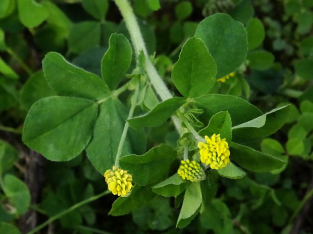 Люцерна хмелевидная - Medicago lupulina