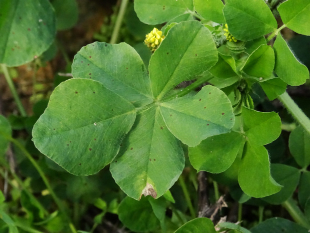 Люцерна хмелевидная - Medicago lupulina