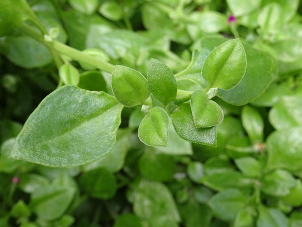 Аптения сердцелистная - Aptenia cordifolia