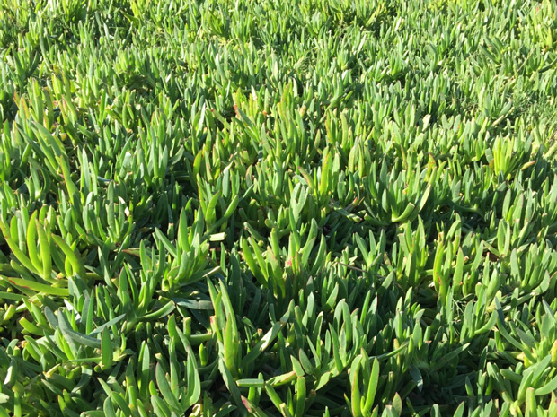 Карпобротус съедобный - Carpobrotus edulis