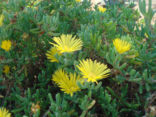 Лампрантус сизый - Lampranthus glaucus