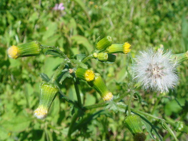 Крестовник обыкновенный - Senecio vulgaris