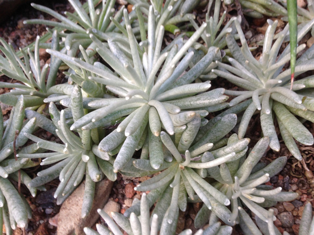 Крестовник равностемячковый - Senecio scaposus