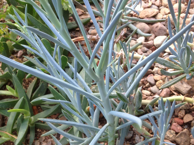 Крестовник фикусный - Senecio ficoides