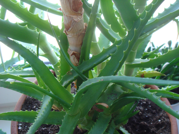 Алоэ древовидное - Aloe arborescens