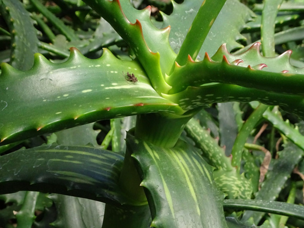 Алоэ нубийское, кампери - Aloe camperi