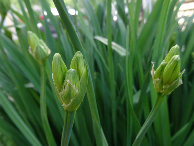 Красоднев жёлтый - Hemerocallis lilio-asphodelus