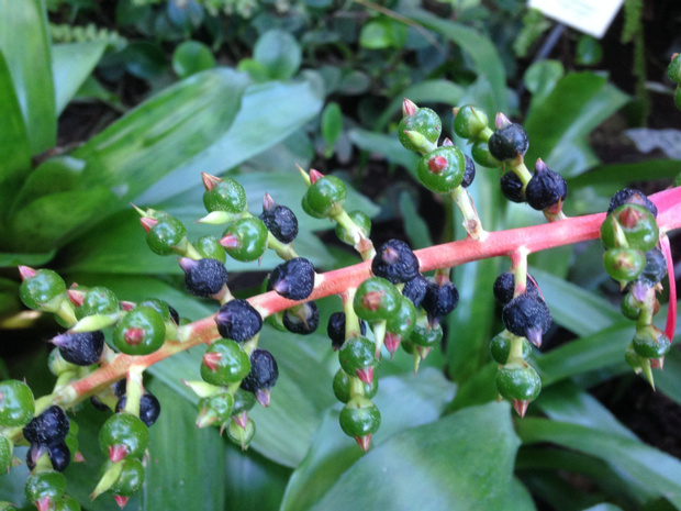 Эхмея бромелиелистная - Aechmea bromeliifolia