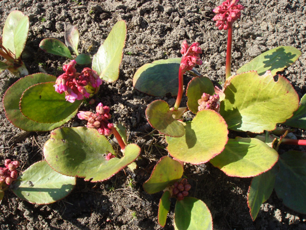 Бадан Стретчи - Bergenia stracheyi